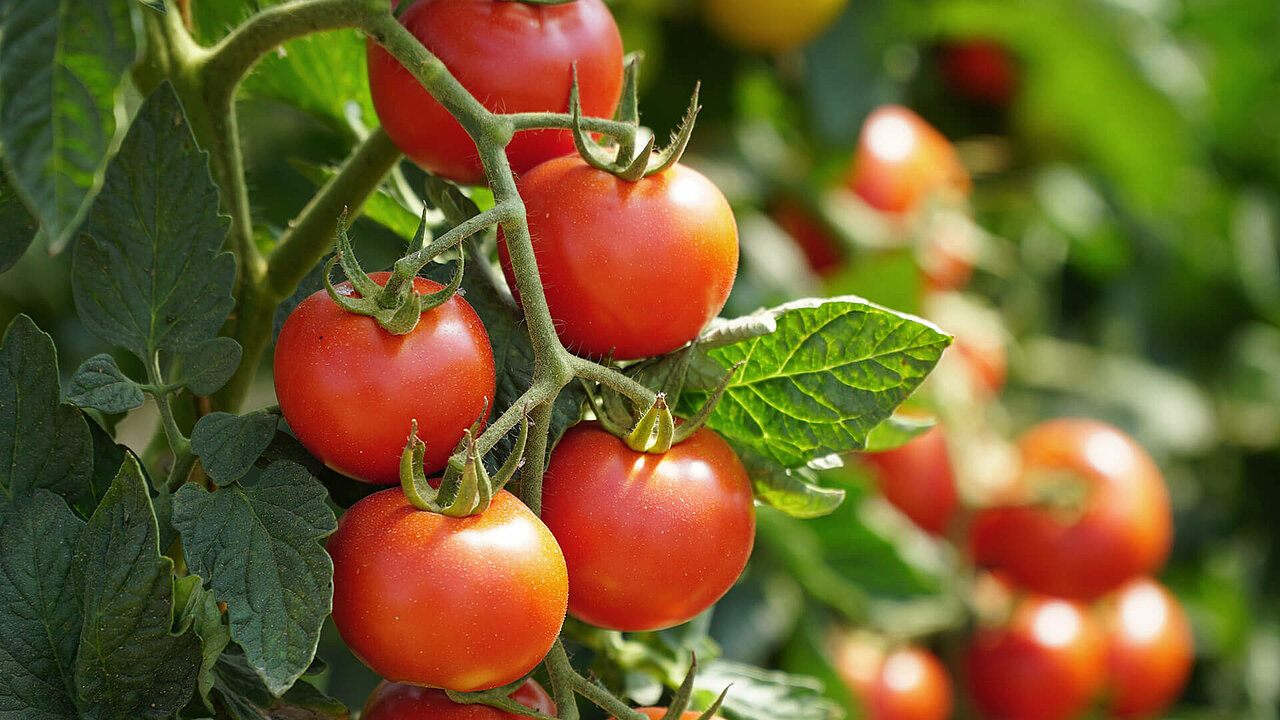 cherrytomaten